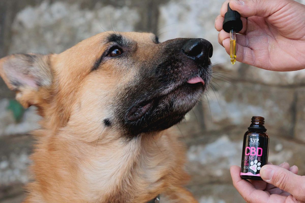 What is CBD oil for pets?